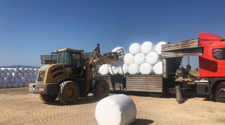 Uşak ve Afyonkarahisarlılu besiciler silaj ihtiyacını Aslanapa ilçesinden karşılıyor