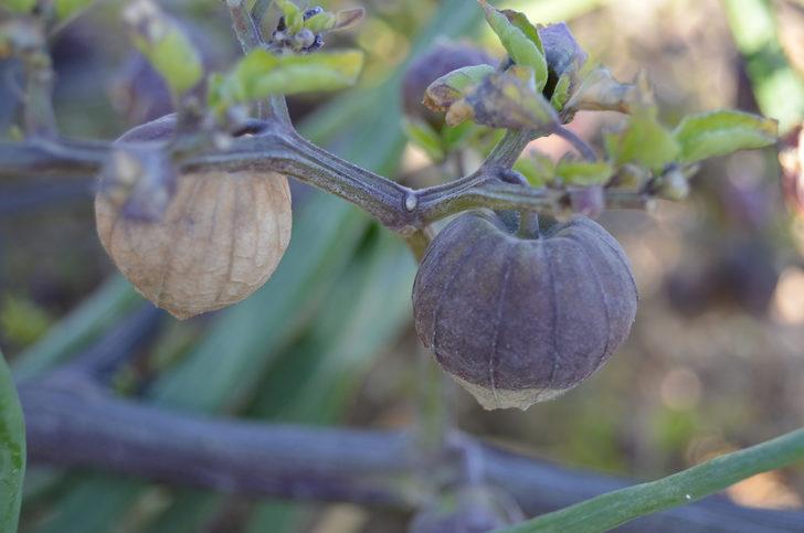 Tohumunu Çin'den getirip ektiği mor çileğe, talep arttı G1