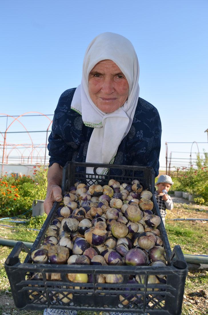 Tohumunu Çin'den getirip ektiği mor çileğe, talep arttı G2
