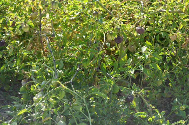 Tohumunu Çin'den getirip ektiği mor çileğe, talep arttı G3