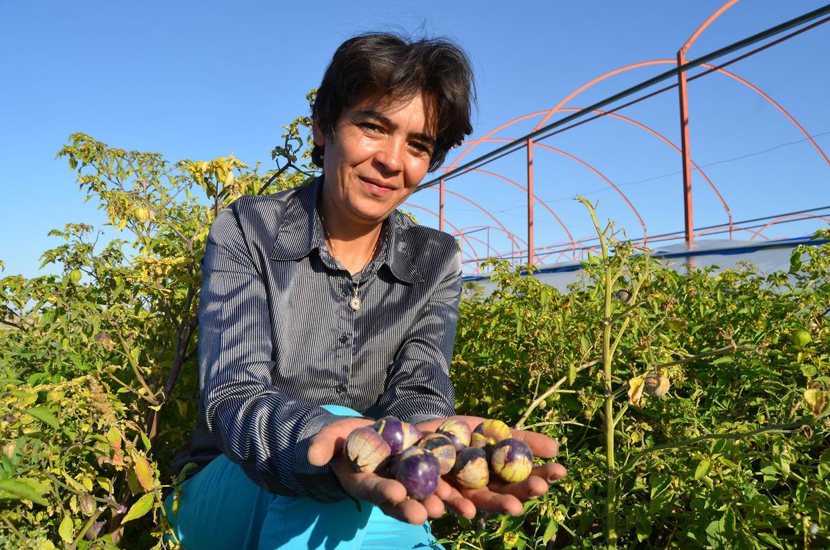 Tohumunu &Ccedil;in'den getirip ektiği mor &ccedil;ileğe, talep arttı