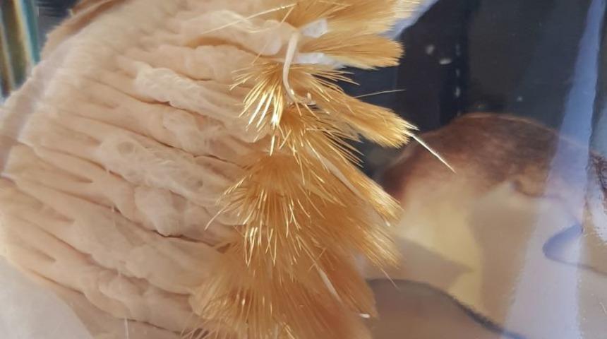 Hem ilginç hem korkunç! Ne olduğuna inanamayacaksınız