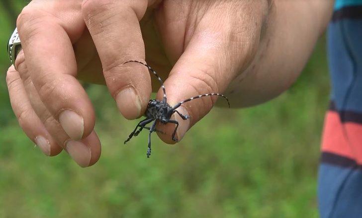 'Drakula' böceği tehlikesi: Alarm verilmesi gerekiyor G3