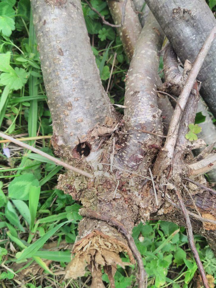 'Drakula' böceği tehlikesi: Alarm verilmesi gerekiyor G1