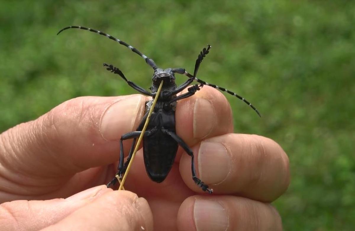 'Drakula' b&ouml;ceği tehlikesi: Alarm verilmesi gerekiyor