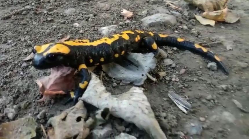 Toros Dağları eteklerinde 'semender' g&ouml;r&uuml;nt&uuml;lendi