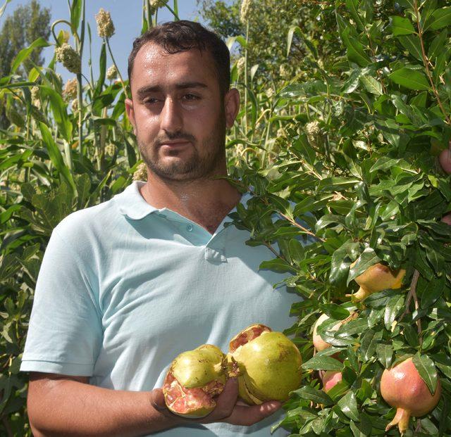 Bitlis’te ‘nar’ üreticisinin yüzünü güldürdü