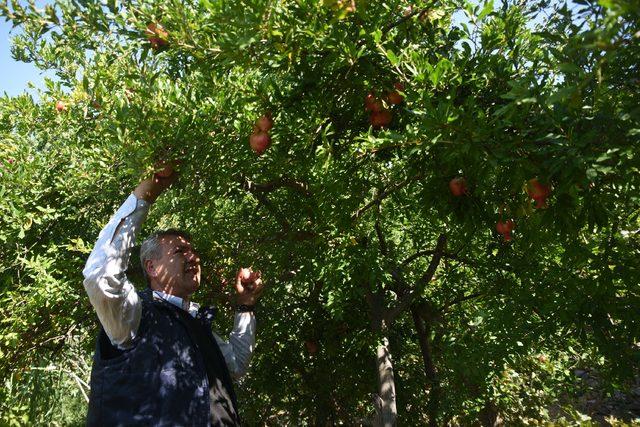 Bitlis’te ‘nar’ üreticisinin yüzünü güldürdü