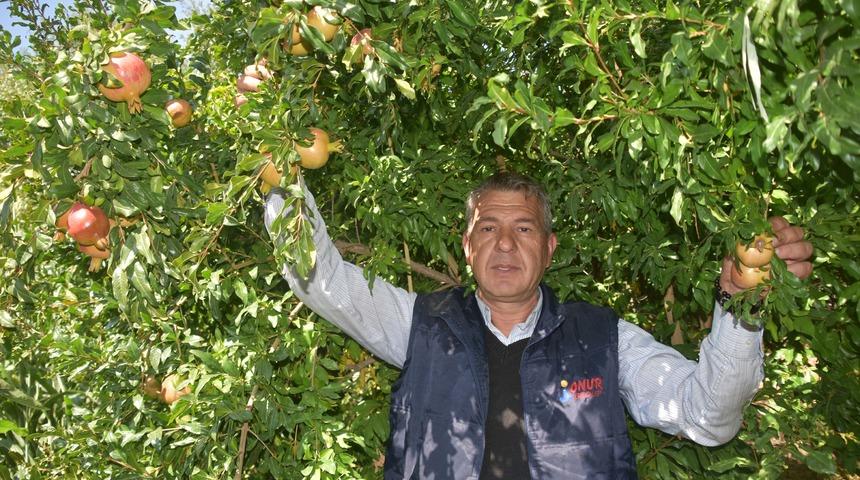Bitlis&rsquo;te &lsquo;nar&rsquo; &uuml;reticisinin y&uuml;z&uuml;n&uuml; g&uuml;ld&uuml;rd&uuml;