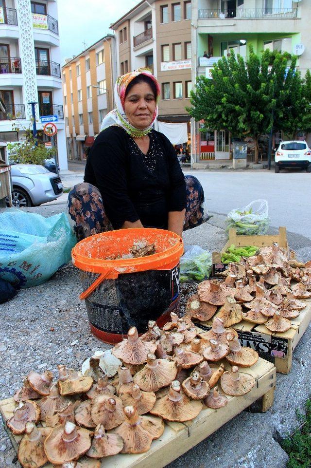 Çıntar sezonu 20 TL’den açıldı