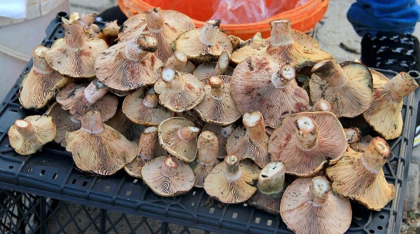 &Ccedil;ıntar sezonu 20 TL&rsquo;den a&ccedil;ıldı