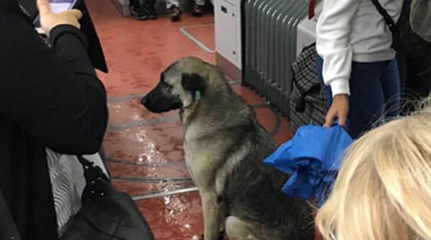 Yağmurda tramvaya sığındı! İlgi odağı oldu