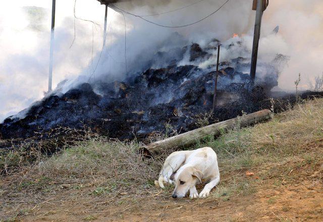 6 yavrusu yangında telef olan köpek, olay yerinden ayrılmadı