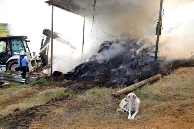 6 yavrusu yangında telef olan köpek, olay yerinden ayrılmadı