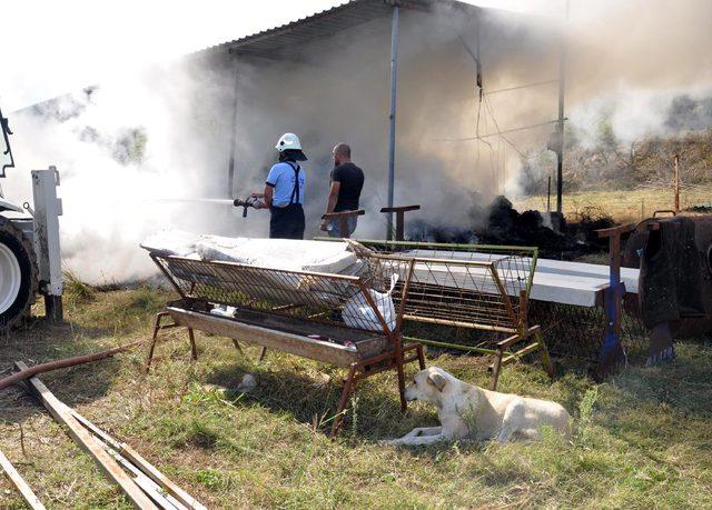 6 yavrusu yangında telef olan köpek, olay yerinden ayrılmadı