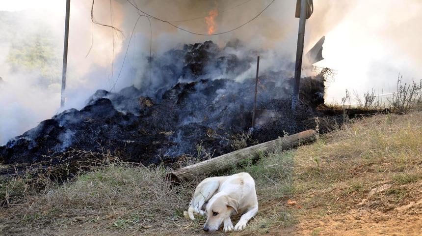 6 yavrusu yangında telef olan k&ouml;pek, olay yerinden ayrılmadı