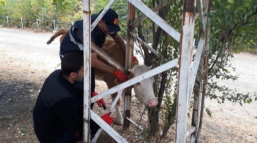 Ağa&ccedil; ile direk arasına sıkışan inek kurtarıldı