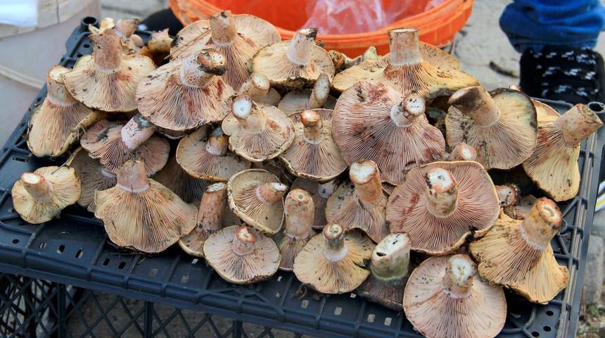 &Ccedil;ıntar mantarı sezonu başladı: İşte &ccedil;ıntar mantarı &uuml;retimi