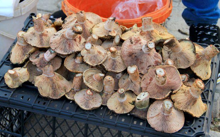 Çıntar mantarı nedir? Çıntar mantarı faydaları nelerdir? İşte çıntar mantarı tarifi G2