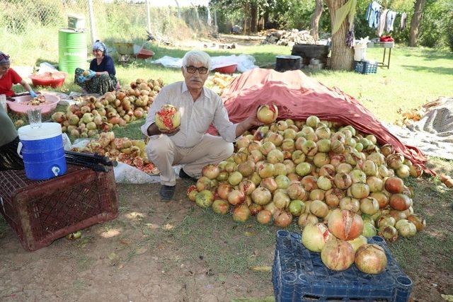 Suruç’ta nar ekşisi zamanı