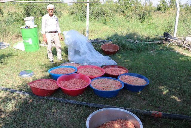 Suruç’ta nar ekşisi zamanı