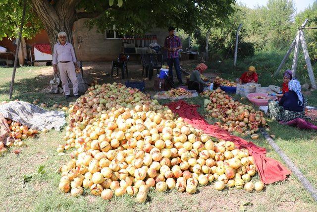 Suruç’ta nar ekşisi zamanı