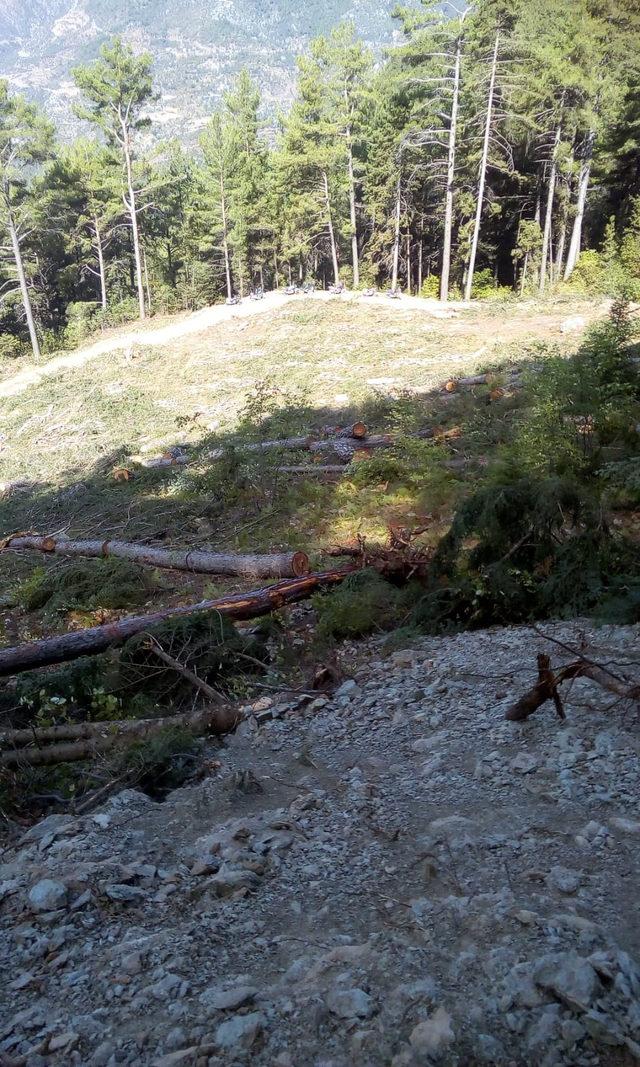 Oğlunun kestiği ağacın altında kalıp, öldü 1