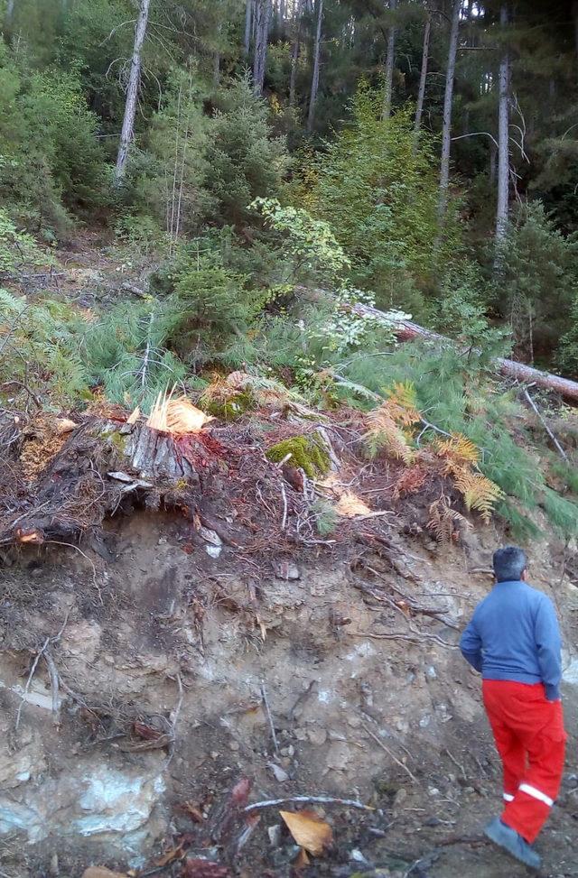 Oğlunun kestiği ağacın altında kalıp, öldü 2