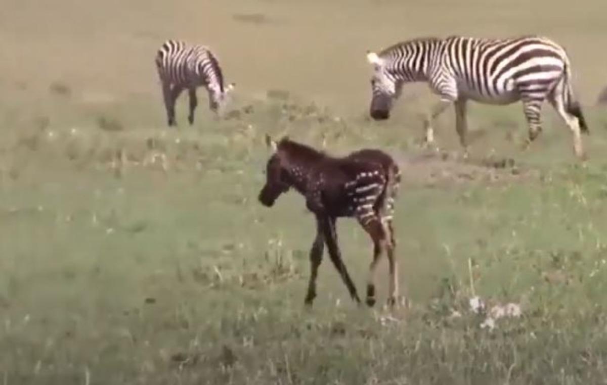 Benekli zebra orada ilk kez g&ouml;r&uuml;nt&uuml;lendi!