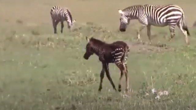 Benekli zebra orada ilk kez görüntülendi!