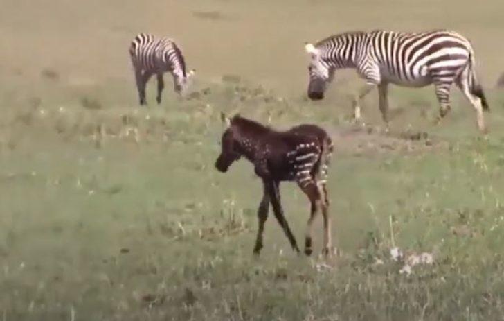 Benekli zebra orada ilk kez görüntülendi! G1