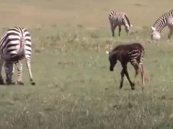 Benekli zebra orada ilk kez görüntülendi! G2