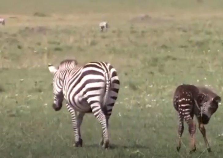 Benekli zebra orada ilk kez görüntülendi! G3