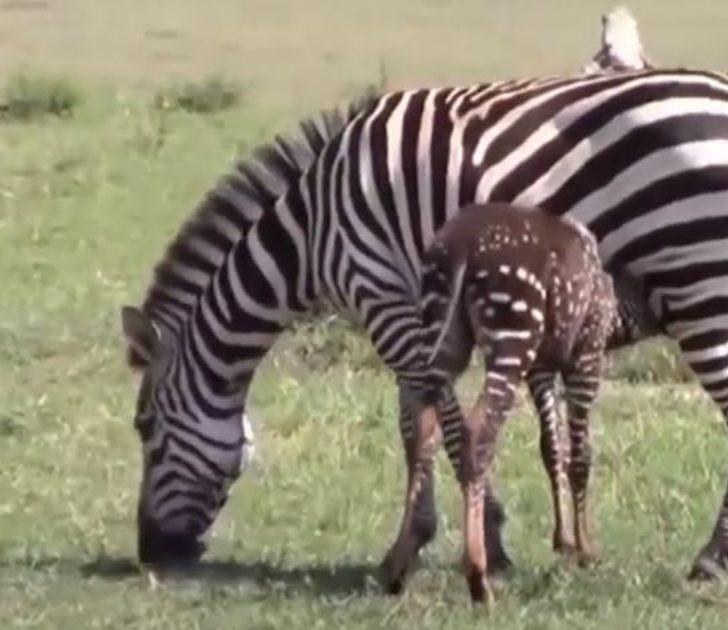 Benekli zebra orada ilk kez görüntülendi! G4