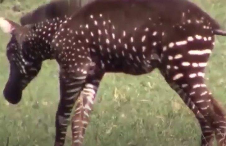 Benekli zebra orada ilk kez görüntülendi! G5