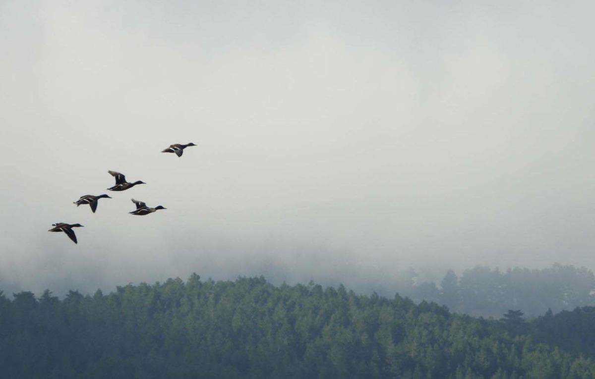 Yayla G&ouml;l&uuml;, kuş g&ouml;zlemcilerini ağırladı!