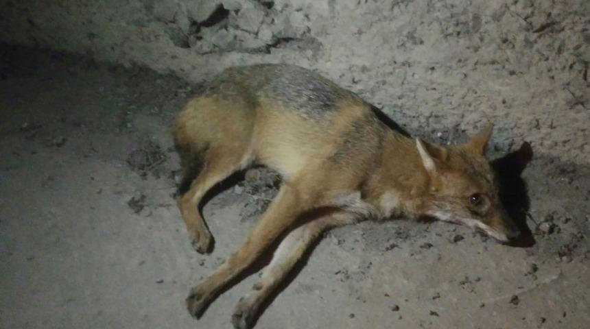 Tedavisi tamamlanan &ccedil;akal, doğaya salındı