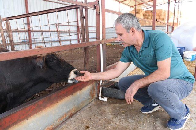 Konyaaltı Belediyesinden çiftçiye ücretsiz aşı