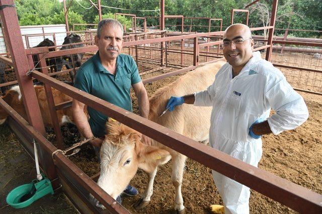 Konyaaltı Belediyesinden çiftçiye ücretsiz aşı