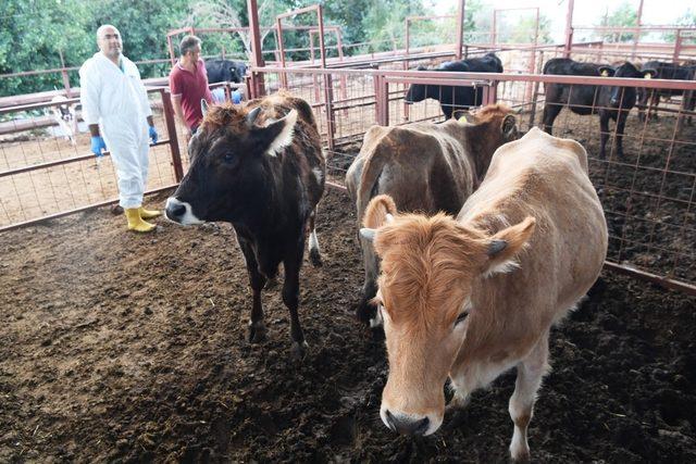 Konyaaltı Belediyesinden çiftçiye ücretsiz aşı