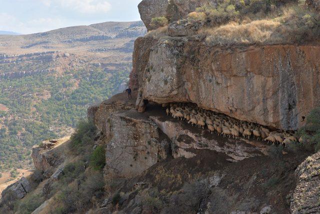 &Ccedil;oban ressam 4