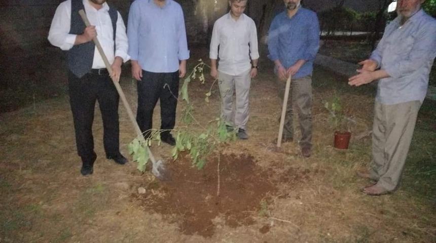 &Ccedil;ınar M&uuml;ft&uuml;l&uuml;ğ&uuml;&rsquo;nden fidan dikme etkinliği