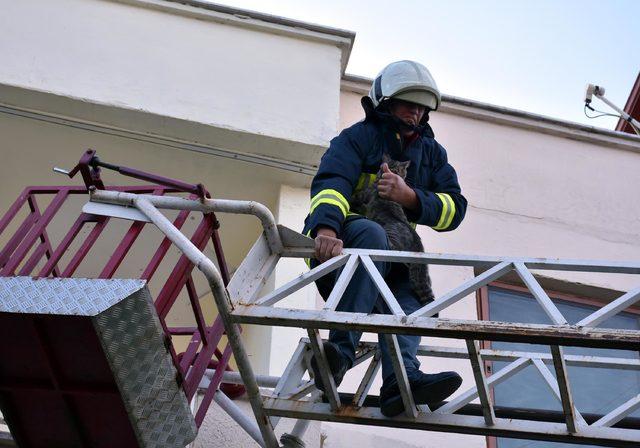 Mahsur kalan 'Hıçkırık' isimli kedi mahalleliyi seferber etti