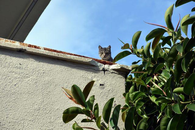 Mahsur kalan 'Hıçkırık' isimli kedi mahalleliyi seferber etti