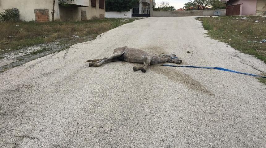 &Ouml;len at yol ortasında sahipsiz kaldı
