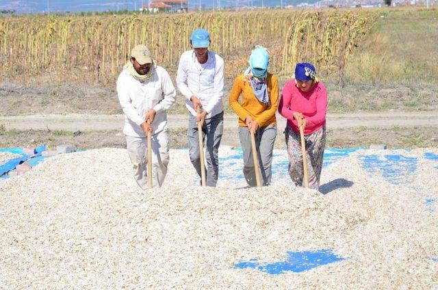 16 bin ton çerezlik ayçiçeğinden 150 milyon TL’lik gelir bekleniyor