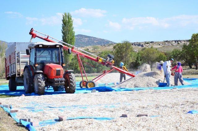 16 bin ton çerezlik ayçiçeğinden 150 milyon TL’lik gelir bekleniyor