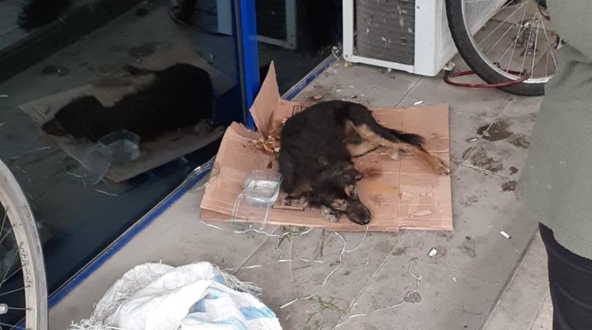 Zehirledikleri sokak köpeğini poşet içinde ölüme terk ettiler