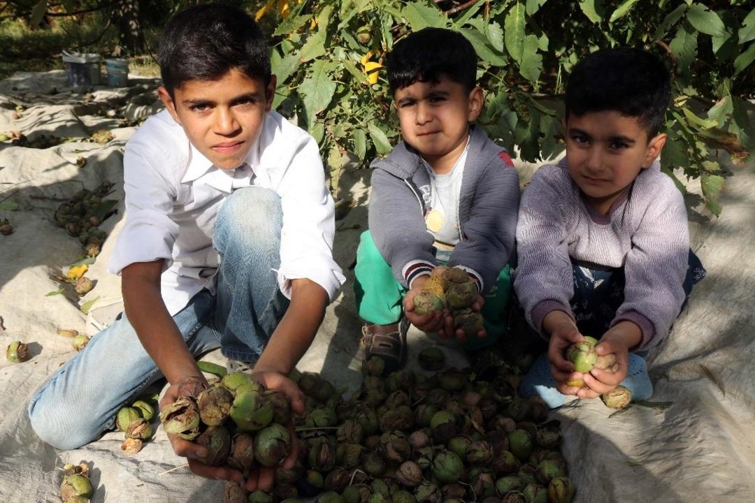 Adilcevaz&rsquo;da ceviz hasadı başladı