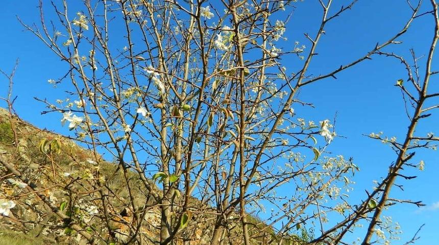 Posof&rsquo;ta sonbahar ve ilkbahar birlikte yaşanıyor